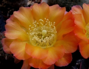 Acanthocalycium in Kultur und am Standort